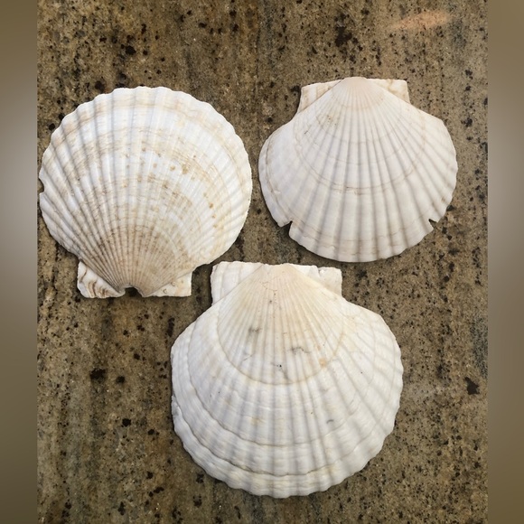 Natural Scallop Clam Shell Appetizer Plates (Luau, Seafood Party ) - Set Of 20 - Picture 16 of 17